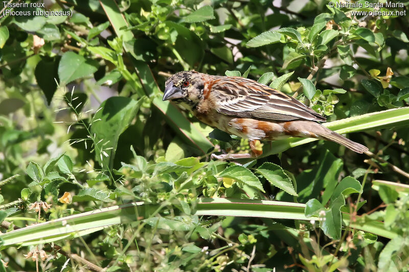 Tisserin rouximmature, identification, habitat