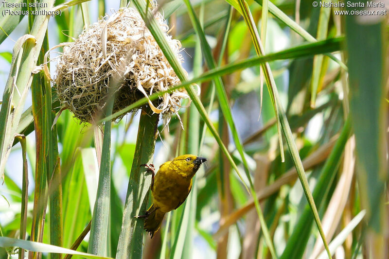 Tisserin safran mâle adulte, identification, habitat, Nidification