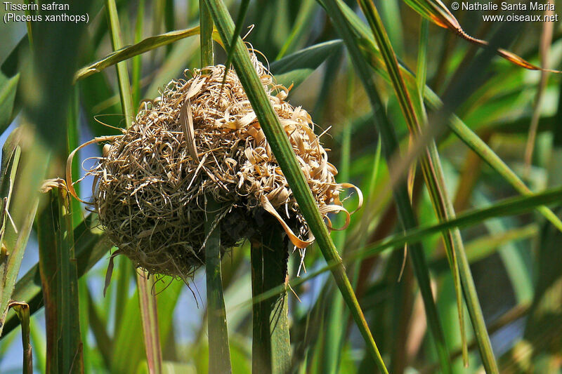 Tisserin safran, habitat