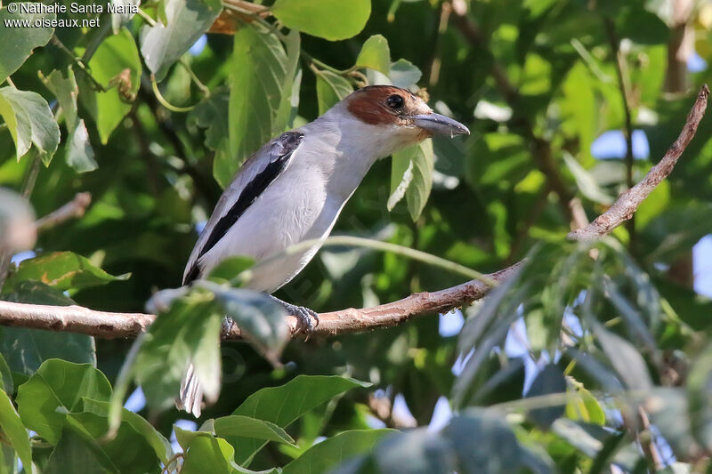 Black-crowned Tityra female adult, identification