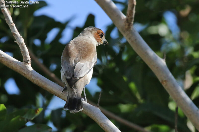 Black-crowned Tityra female adult, identification