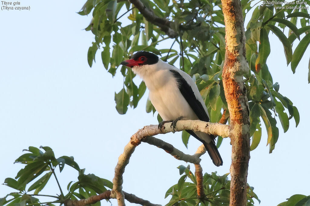 Tityre grisadulte, identification, pigmentation