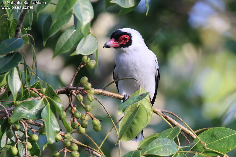 Masked Tityra male adult, identification