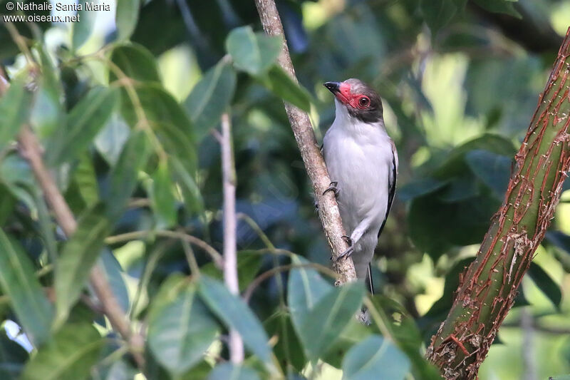 Masked Tityra female adult, identification