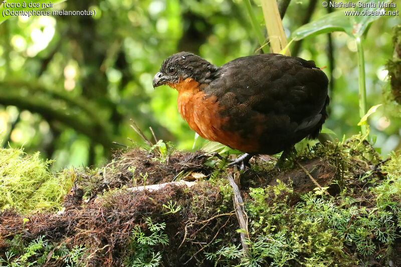 Dark-backed Wood Quailadult, identification