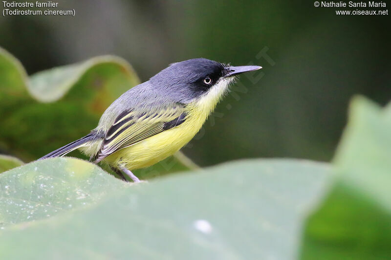 Common Tody-Flycatcheradult, identification