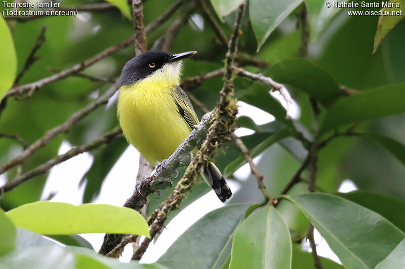 Todirostre familieradulte, identification