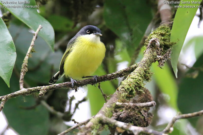 Common Tody-Flycatcheradult, identification