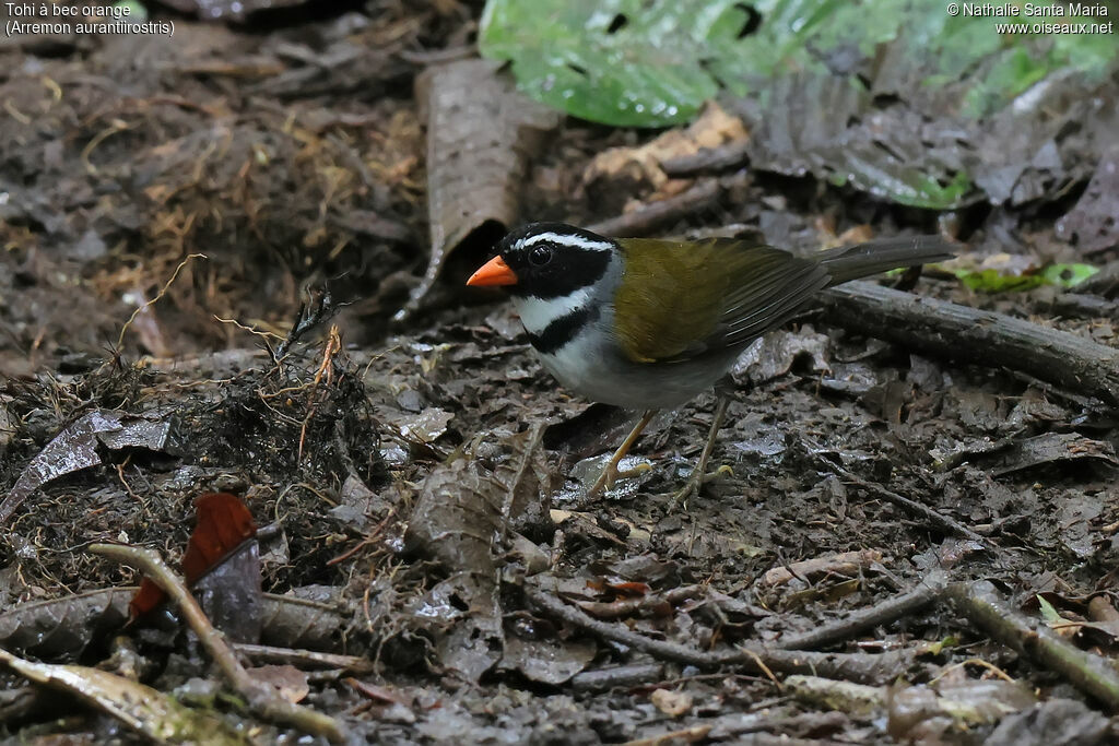 Tohi à bec orangeadulte, identification