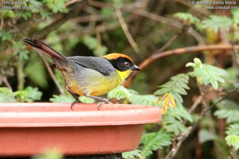 Tohi à miroiradulte, identification