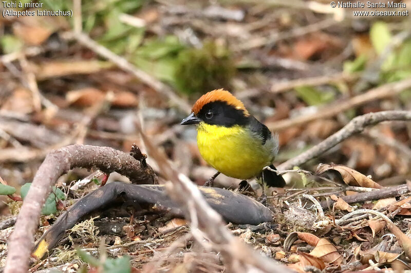 Tohi à miroiradulte, identification