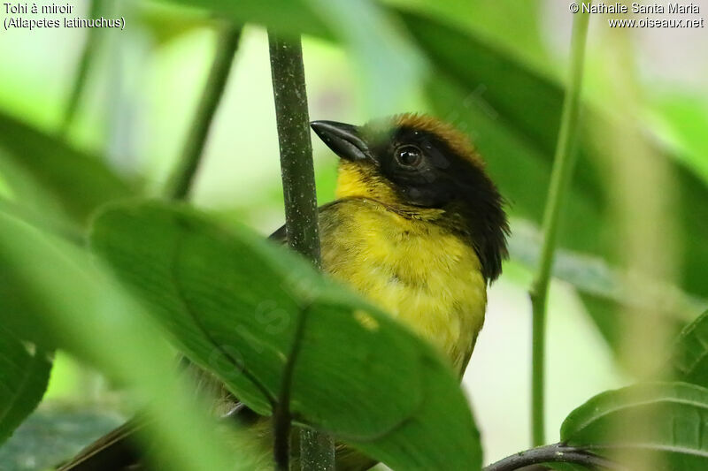 Tohi à miroiradulte, identification