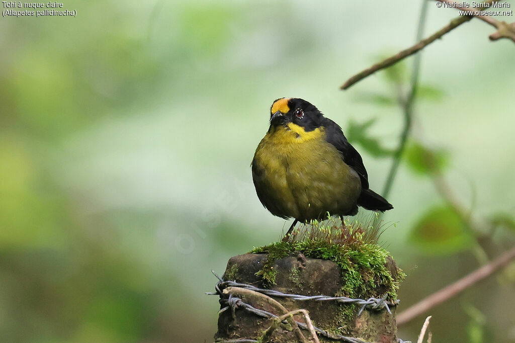 Tohi à nuque claire
