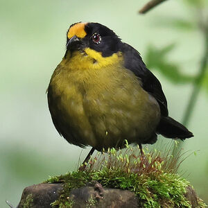 Tohi à nuque claire