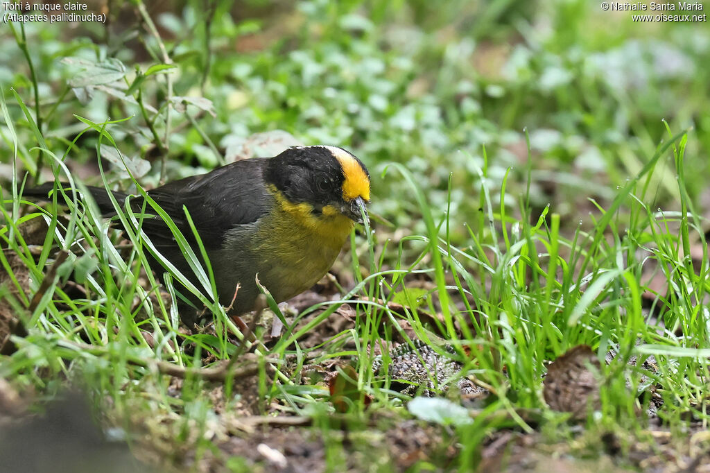 Tohi à nuque claire
