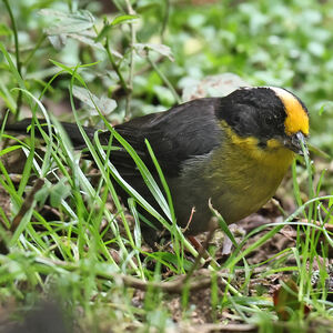 Tohi à nuque claire