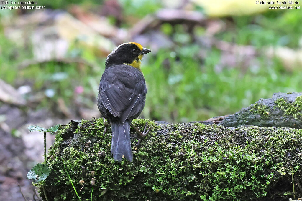 Tohi à nuque claire