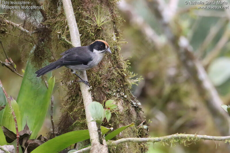 Tohi leucoptèreadulte, identification