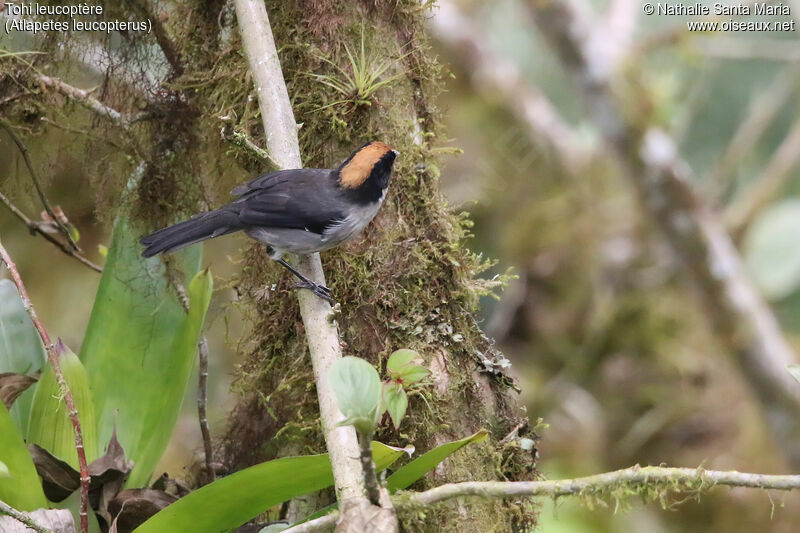 Tohi leucoptèreadulte, identification