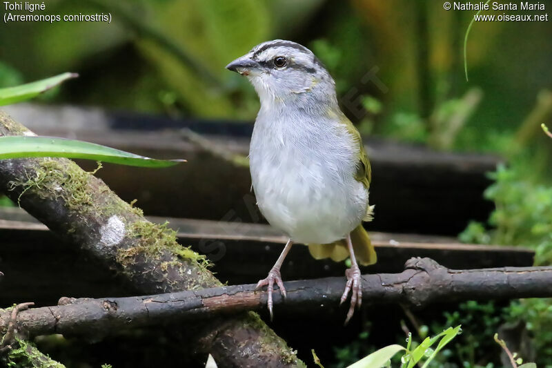 Black-striped Sparrowadult, identification