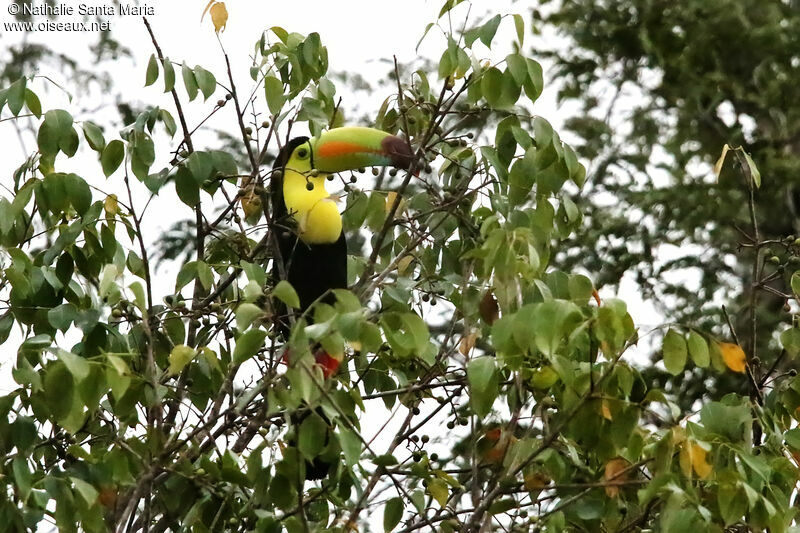 Toucan à carèneadulte, identification, mange