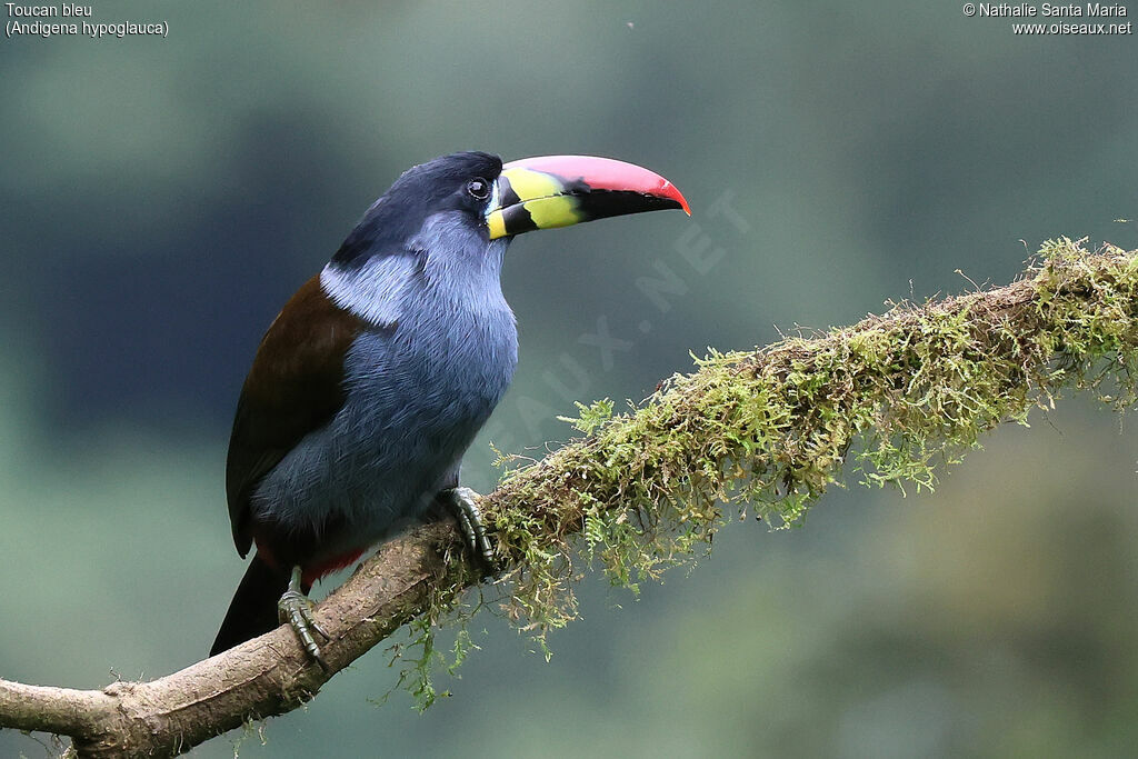 Grey-breasted Mountain Toucan