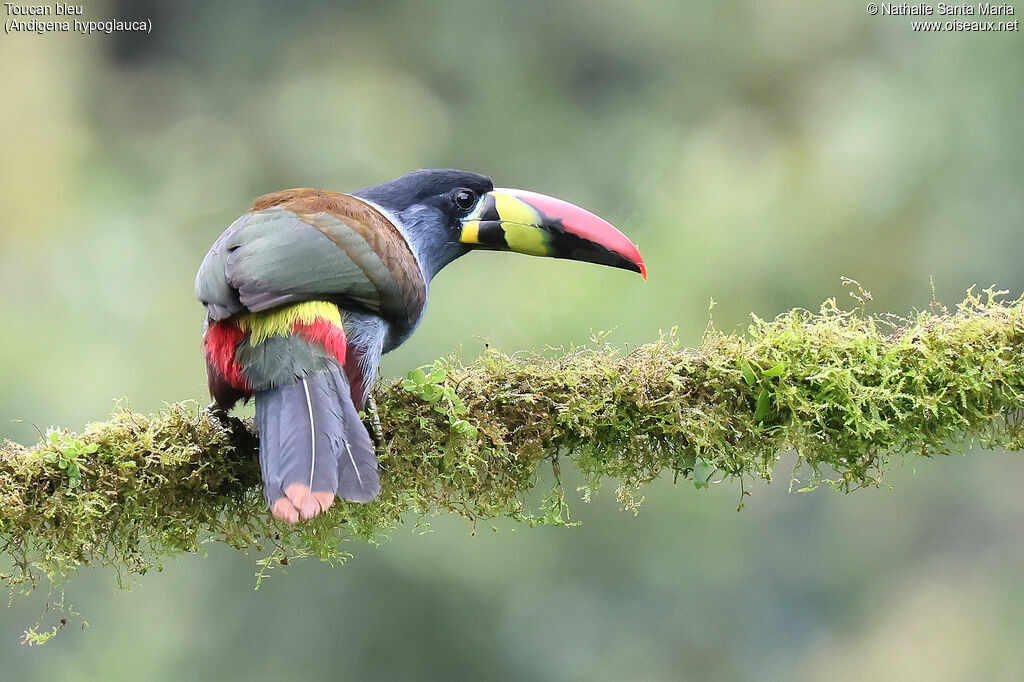 Grey-breasted Mountain Toucan