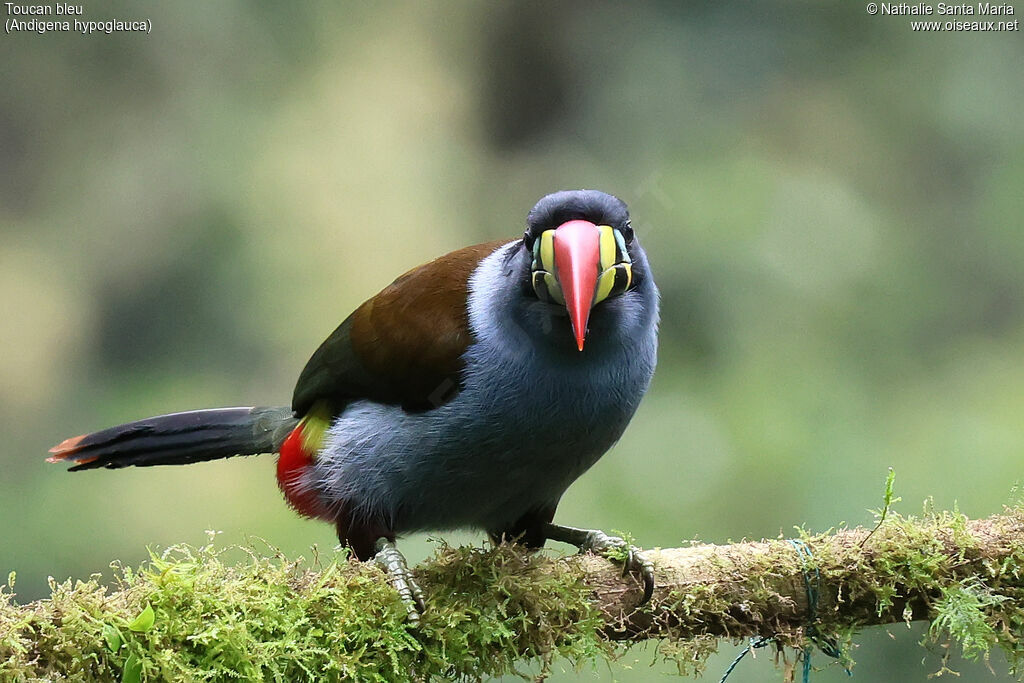 Grey-breasted Mountain Toucan