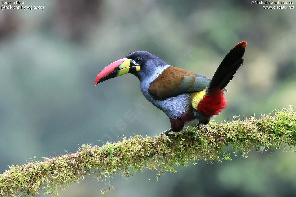 Grey-breasted Mountain Toucan