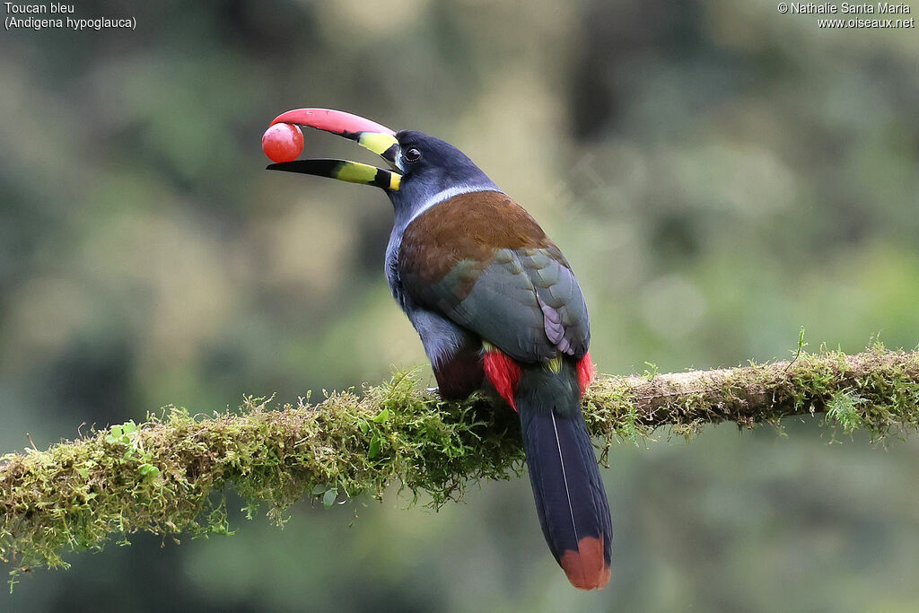Grey-breasted Mountain Toucan