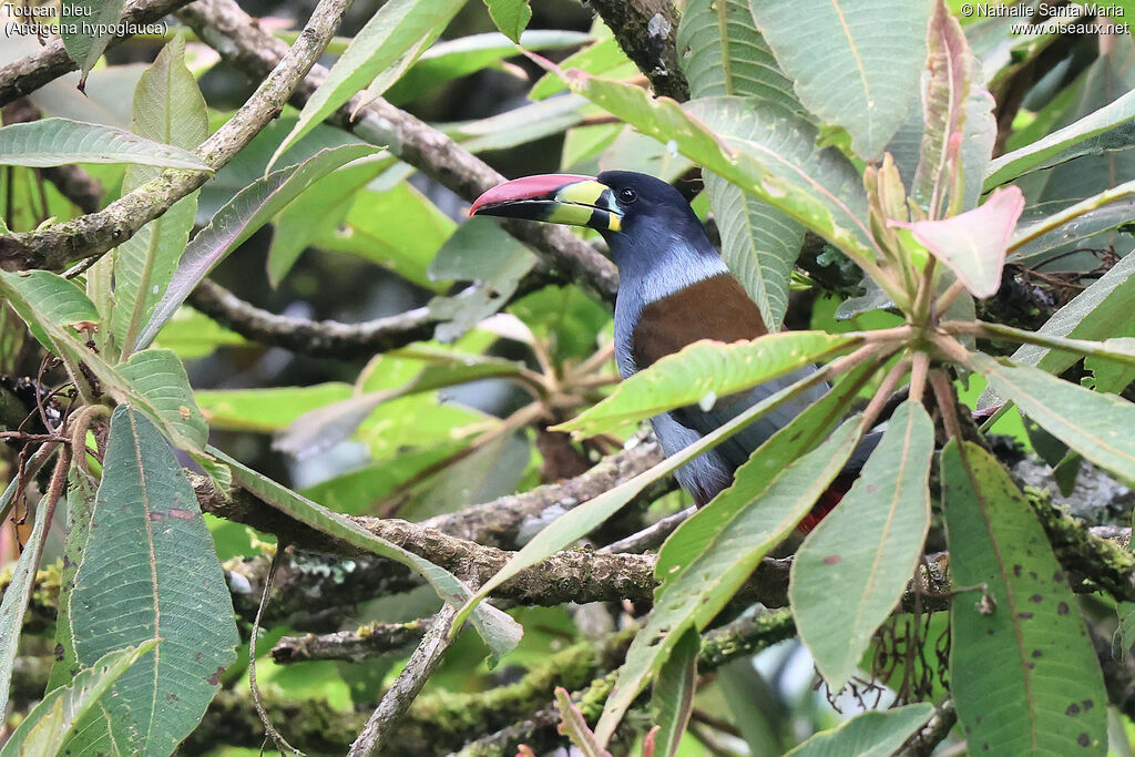 Grey-breasted Mountain Toucanadult, habitat