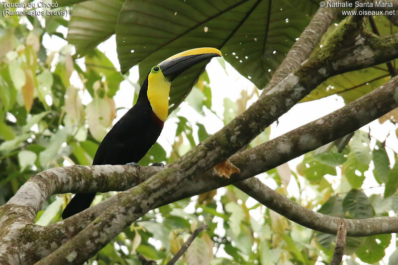 Toucan du Chocóadulte, identification