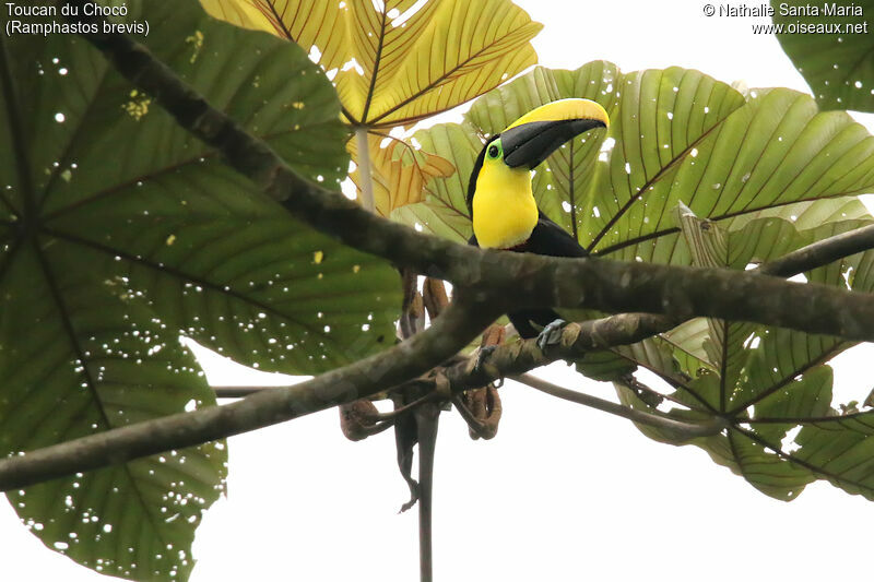 Toucan du Chocóadulte, identification