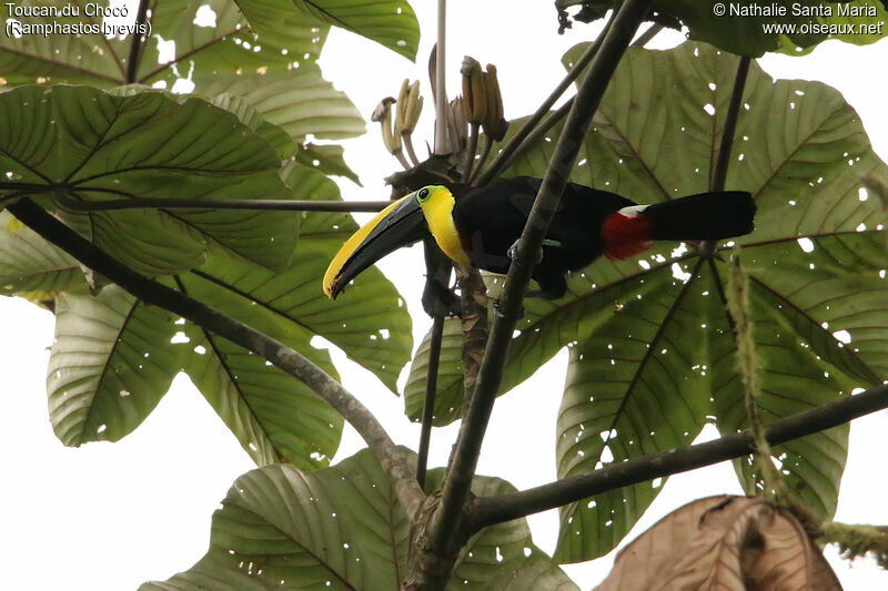 Toucan du Chocóadulte, identification