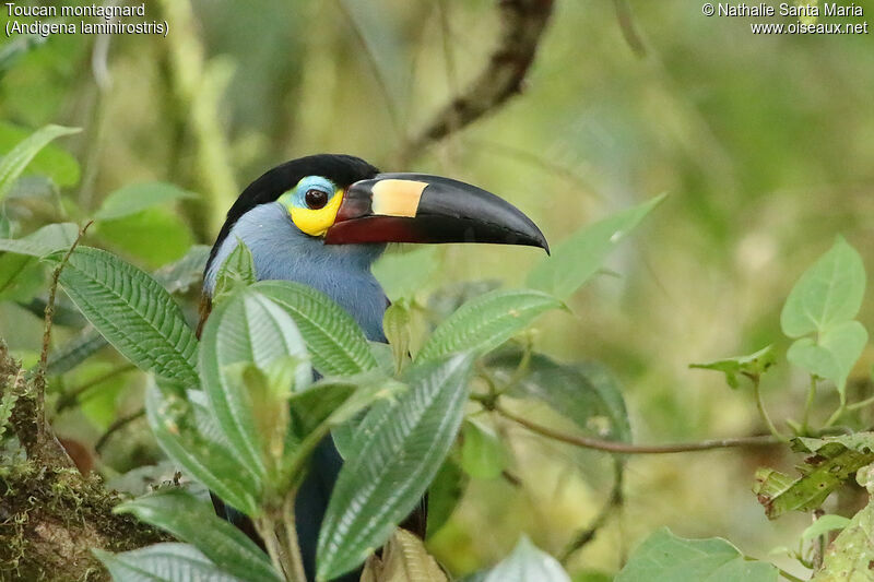 Toucan montagnardadulte, identification