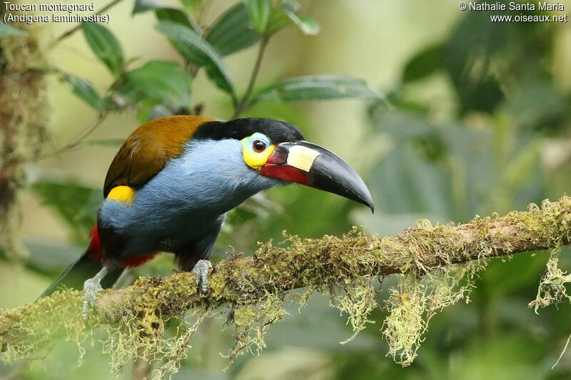 Toucan montagnardadulte, identification