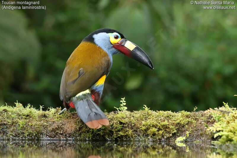 Toucan montagnardadulte, identification