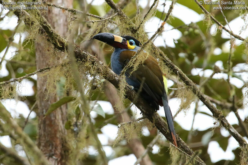 Toucan montagnardadulte, identification