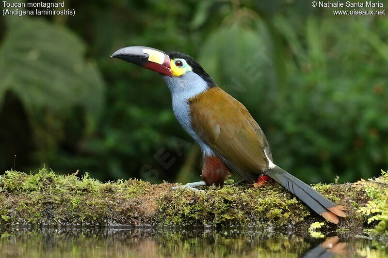 Toucan montagnardadulte, identification