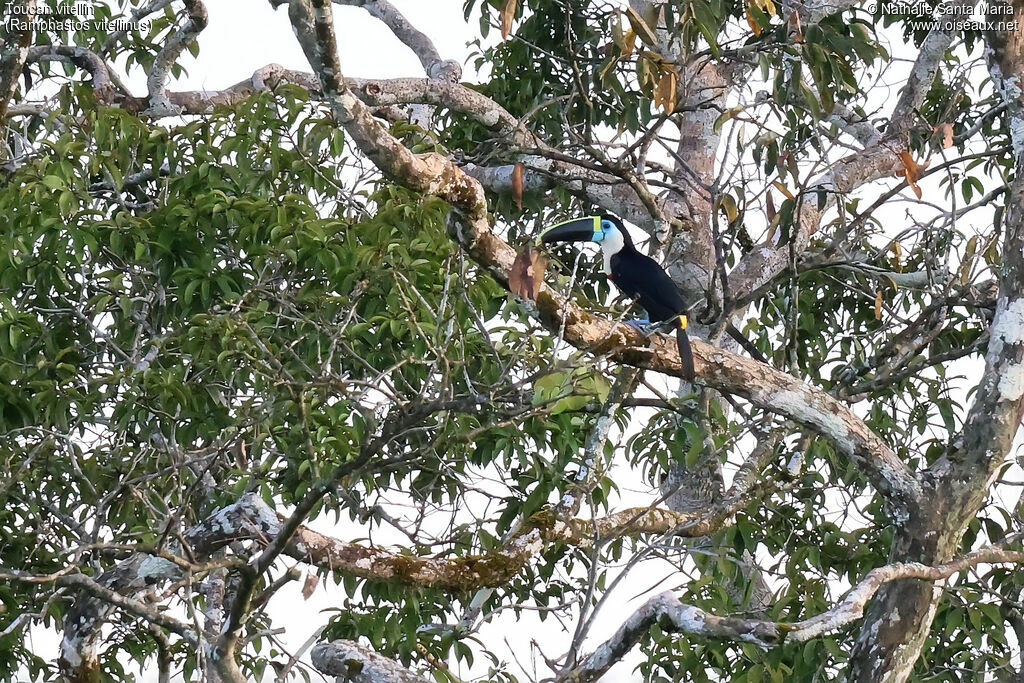 Channel-billed Toucan