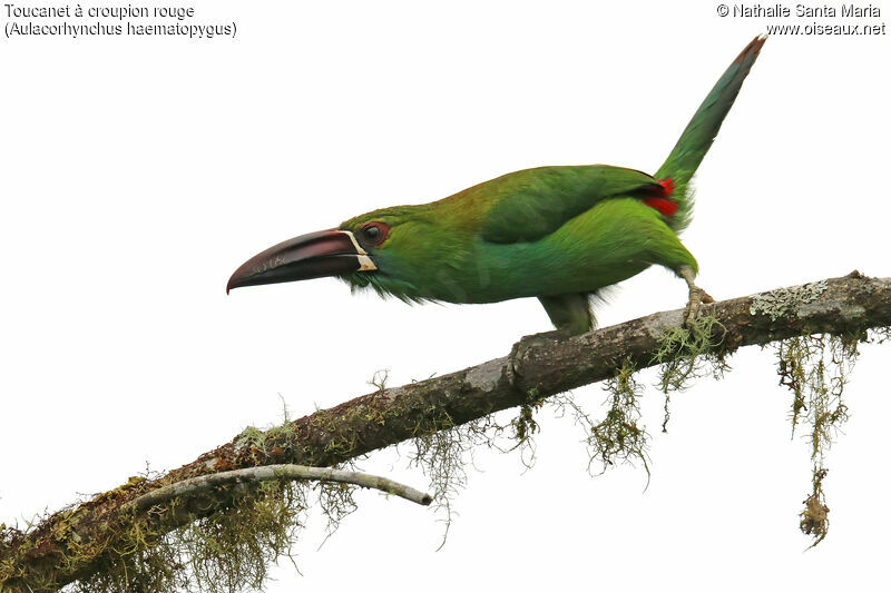 Crimson-rumped Toucanetadult, identification