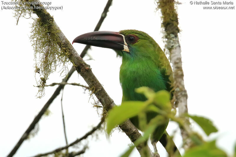 Toucanet à croupion rougeadulte, identification