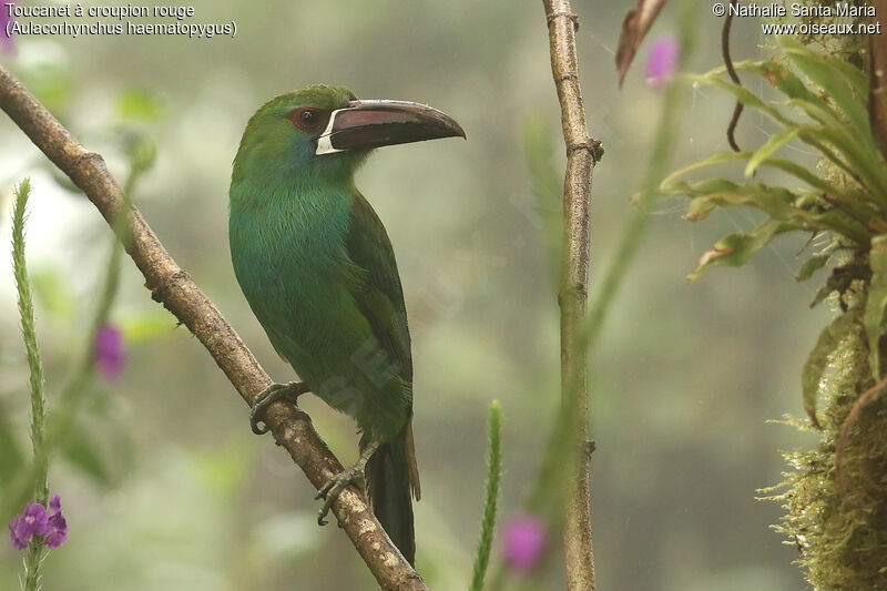 Toucanet à croupion rougeadulte, identification