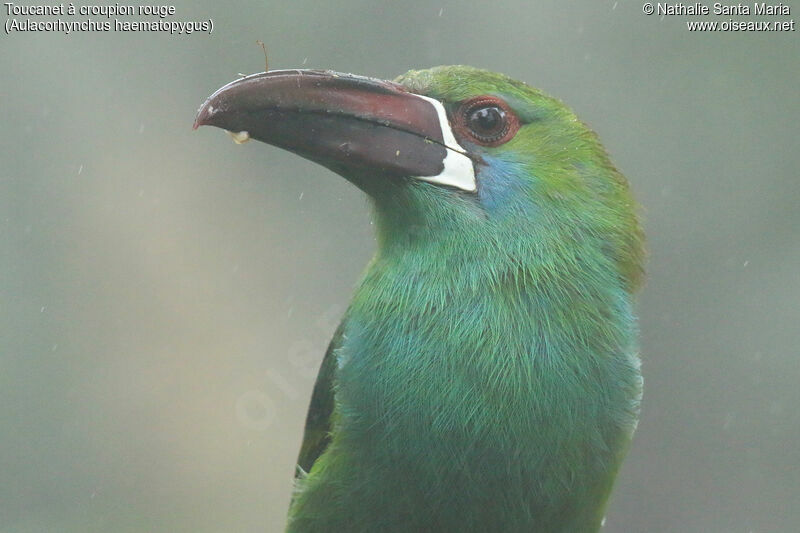 Crimson-rumped Toucanetadult, close-up portrait