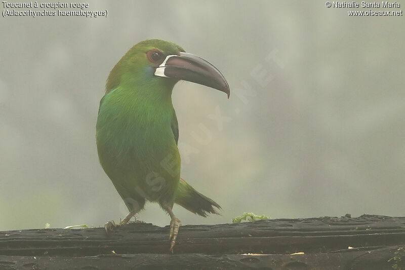 Crimson-rumped Toucanetadult, identification