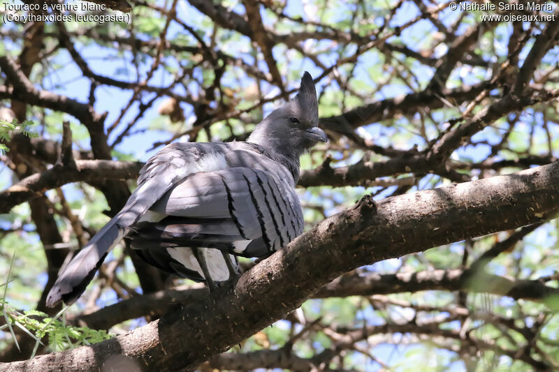 Touraco à ventre blancadulte, identification, habitat