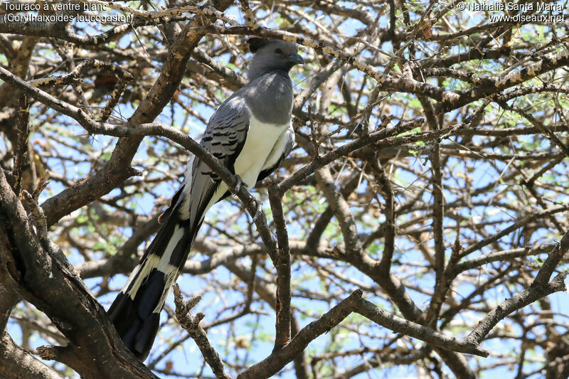 White-bellied Go-away-birdadult, identification, habitat