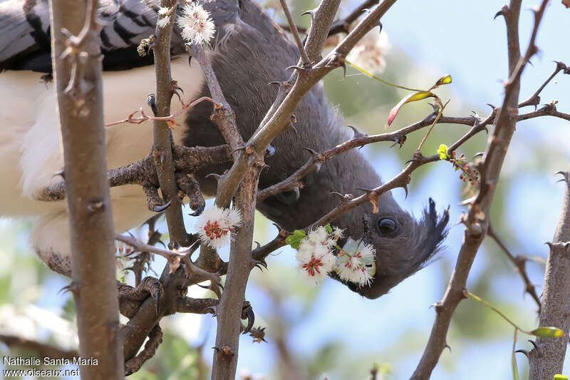 White-bellied Go-away-birdadult, feeding habits, eats