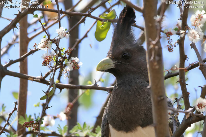 Touraco à ventre blancadulte, identification, portrait