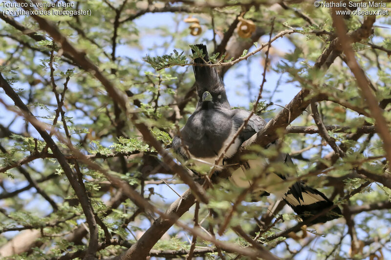 Touraco à ventre blancadulte, identification, habitat